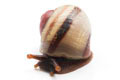 Acavus haemastoma haemastoma Mirrisa, Sri Lanka juvenil, 15 mm